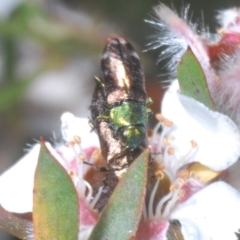 Diphucrania cupripennis at Cotter River, ACT - 1 Feb 2023 01:40 PM