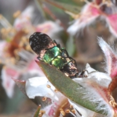 Diphucrania cupripennis at Cotter River, ACT - 1 Feb 2023 01:40 PM