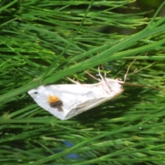 Thalaina selenaea (Orange-rimmed Satin Moth) at Brindabella National Park - 1 Feb 2023 by Harrisi