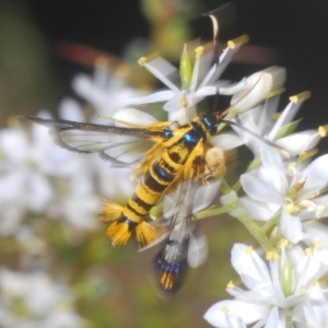 Ichneumenoptera chrysophanes at Cotter River, ACT - 1 Feb 2023