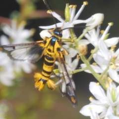 Ichneumenoptera chrysophanes at Cotter River, ACT - 1 Feb 2023