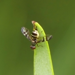 Platystomatidae (family) (Unidentified signal fly) at Braemar, NSW - 31 Jan 2023 by Curiosity