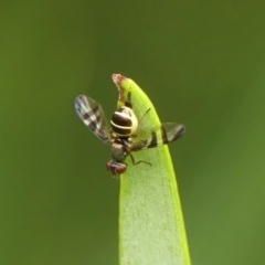 Platystomatidae sp. (Family) (Unidentified signal fly) at Braemar, NSW - 31 Jan 2023 by Curiosity
