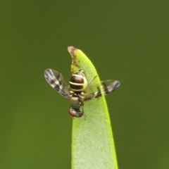 Platystomatidae (family) at Braemar, NSW - 31 Jan 2023