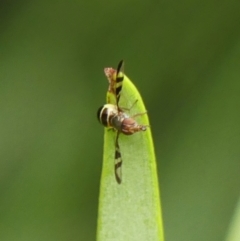 Platystomatidae (family) at Braemar, NSW - 31 Jan 2023