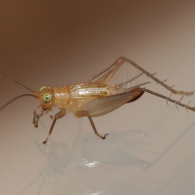 Unverified Katydid (Tettigoniidae) by TimL