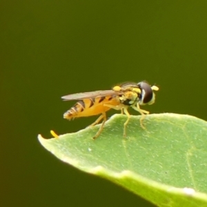 Sphaerophoria sp. (genus) at Braemar, NSW - 29 Jan 2023