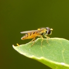 Sphaerophoria sp. (genus) (A hoverfly) at Braemar - 29 Jan 2023 by Curiosity