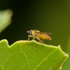 Sphaerophoria sp. (genus) at Braemar, NSW - 29 Jan 2023