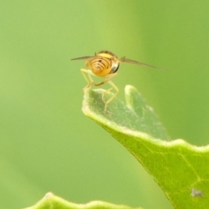 Sphaerophoria sp. (genus) at Braemar, NSW - 29 Jan 2023