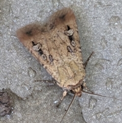 Agrotis infusa (Bogong Moth, Common Cutworm) at Watson, ACT - 1 Feb 2023 by MTranter