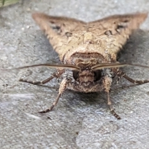 Agrotis infusa at Watson, ACT - 1 Feb 2023 11:44 AM