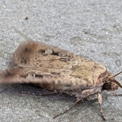 Agrotis infusa at Watson, ACT - 1 Feb 2023 11:44 AM