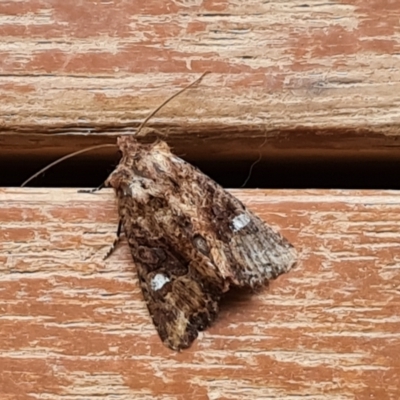 Neumichtis saliaris (Green Cutworm Moth) at Wambrook, NSW - 1 Feb 2023 by Mike