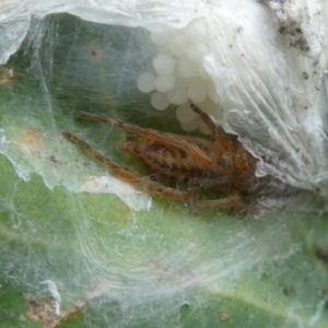 Clubiona sp. (genus) at Belconnen, ACT - 1 Feb 2023