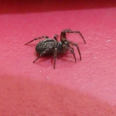 Badumna sp. (genus) (Lattice-web spider) at Flea Bog Flat to Emu Creek Corridor - 31 Jan 2023 by jgiacon