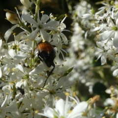 Phyllotocus navicularis (Nectar scarab) at Flea Bog Flat to Emu Creek Corridor - 1 Feb 2023 by JohnGiacon