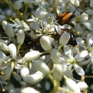 Phyllotocus navicularis at Belconnen, ACT - 1 Feb 2023