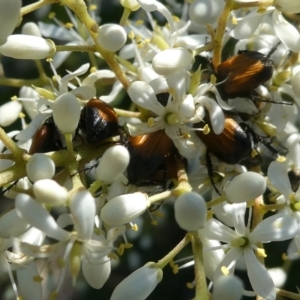 Phyllotocus navicularis at Belconnen, ACT - 1 Feb 2023