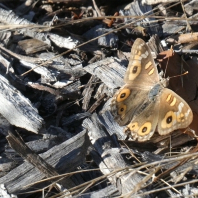 Junonia villida (Meadow Argus) at Emu Creek - 1 Feb 2023 by JohnGiacon