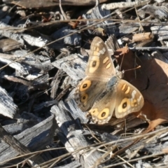 Junonia villida at Belconnen, ACT - 2 Feb 2023 07:52 AM