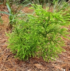 Lycopodium deuterodensum (Bushy Club Moss) at Tallaganda State Forest - 1 Feb 2023 by Csteele4