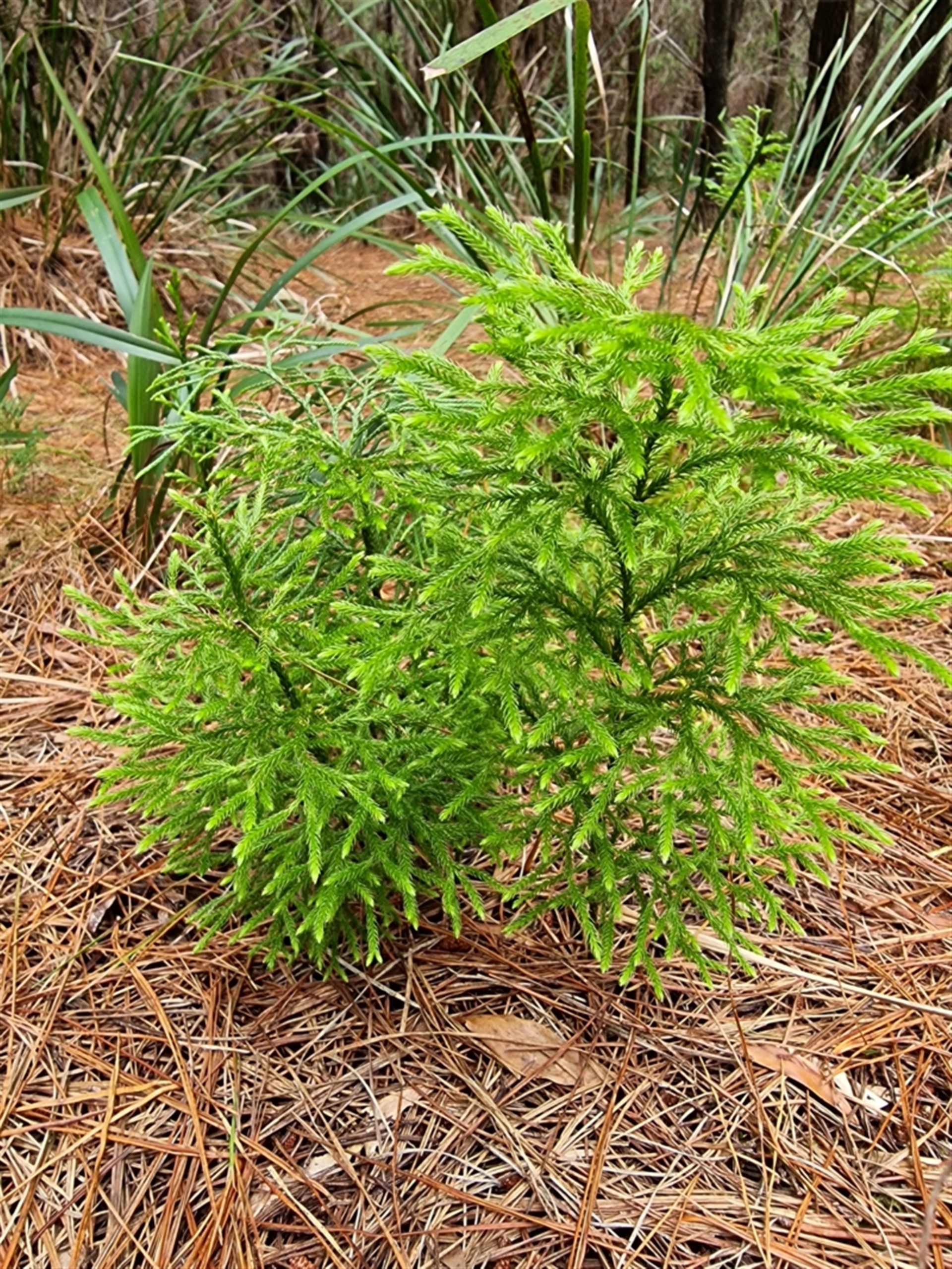 Pseudolycopodium densum at Farringdon, NSW - suppressed