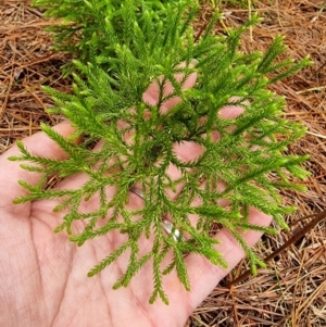 Pseudolycopodium densum at Farringdon, NSW - 1 Feb 2023