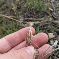 Pimelea curviflora (Curved Rice-flower) at Fyshwick, ACT - 31 Jan 2023 by MattM