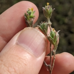 Pimelea curviflora at Fyshwick, ACT - 1 Feb 2023