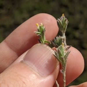 Pimelea curviflora at Fyshwick, ACT - 1 Feb 2023