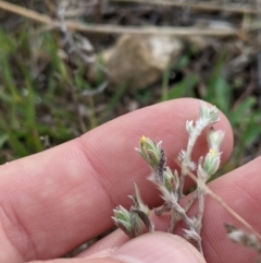 Pimelea curviflora at Fyshwick, ACT - 1 Feb 2023