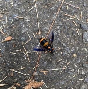 Pterygophorus cinctus at Flynn, ACT - 27 Jan 2023 09:14 AM