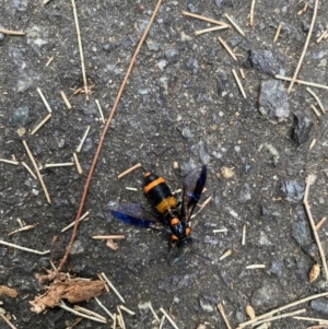 Pterygophorus cinctus at Flynn, ACT - 27 Jan 2023