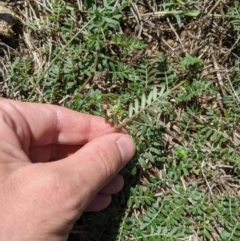 Tribulus terrestris (Caltrop, Cat-head) at Fyshwick, ACT - 1 Feb 2023 by MattM