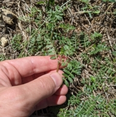 Tribulus terrestris at Fyshwick, ACT - 1 Feb 2023