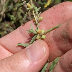 Atriplex semibaccata at Fyshwick, ACT - 1 Feb 2023