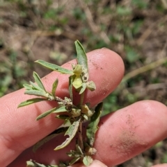 Atriplex semibaccata at Fyshwick, ACT - 1 Feb 2023 01:46 PM