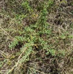 Atriplex semibaccata at Fyshwick, ACT - 1 Feb 2023 01:46 PM