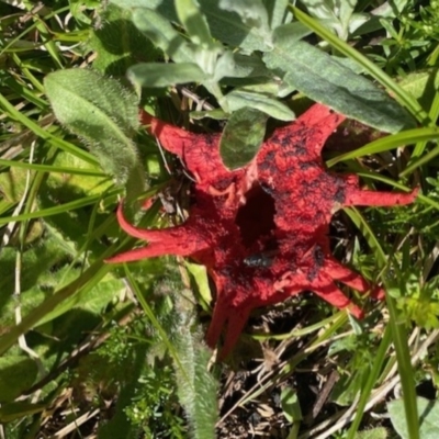 Aseroe rubra (Anemone Stinkhorn) at Kosciuszko National Park - 8 Jan 2023 by AnkeMaria