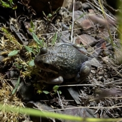 Limnodynastes dumerilii (Eastern Banjo Frog) at Cotter River, ACT - 1 Feb 2023 by goondi80