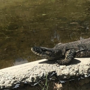 Varanus rosenbergi at Michelago, NSW - 2 Feb 2023