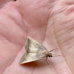 Simplicia armatalis at Lyneham, ACT - suppressed