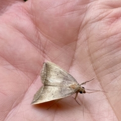 Simplicia armatalis (Crescent Moth) at Lyneham, ACT - 2 Feb 2023 by HelenWay