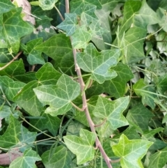 Hedera helix (Ivy) at Wanniassa Hill - 1 Feb 2023 by KumikoCallaway