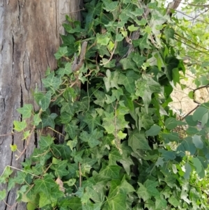 Hedera hibernica at Wanniassa Hill - 2 Feb 2023 07:25 AM