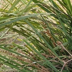 Lomandra longifolia at Fadden, ACT - 2 Feb 2023 07:25 AM