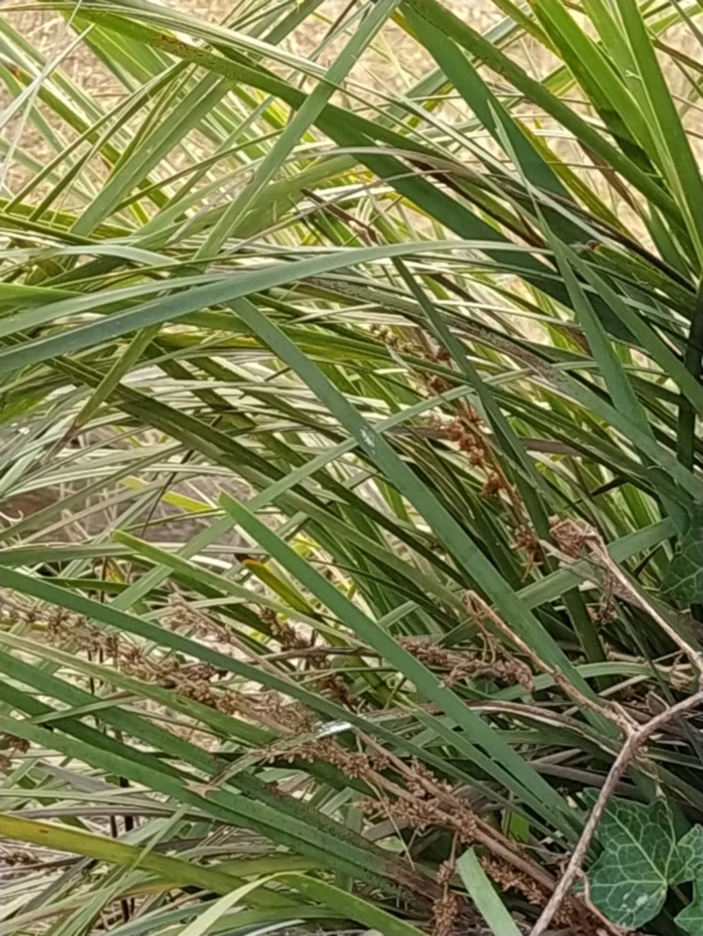 Lomandra longifolia at Fadden, ACT - 2 Feb 2023