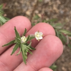 Epilobium hirtigerum (Hairy Willowherb) at Coree, ACT - 6 Jan 2023 by Tapirlord