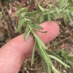 Epilobium hirtigerum at Coree, ACT - 6 Jan 2023